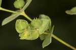 Warty spurge